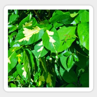 Green and yellow leaves Sticker